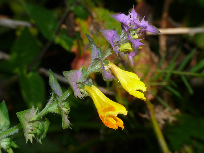 Melampyrum sylvaticum?